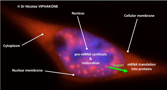 cellule annotée