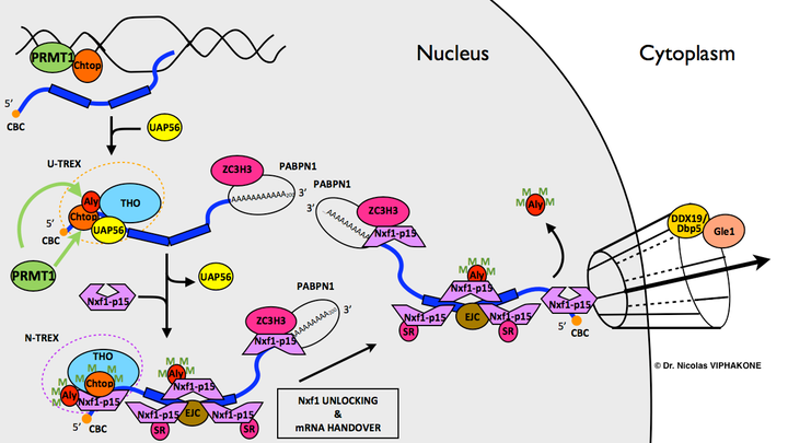 Chtop functions in mRNA export watermarked