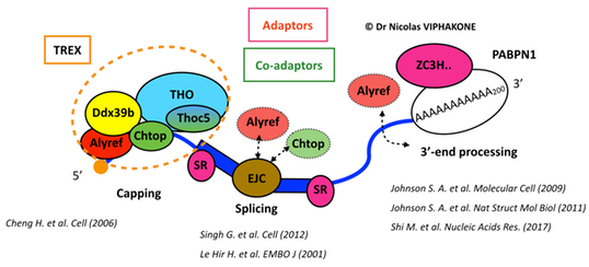 iCLIP TREX webpage context