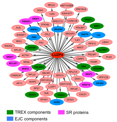 Luzp4 is a THO-TREX component