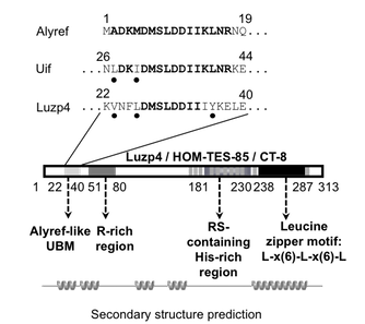 Luzp4 primary structure