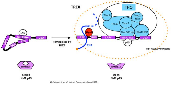 model for TREX function