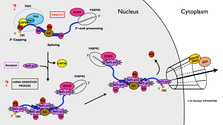 mRNA schema 2008