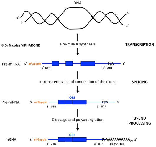 Pre-mRNA maturation