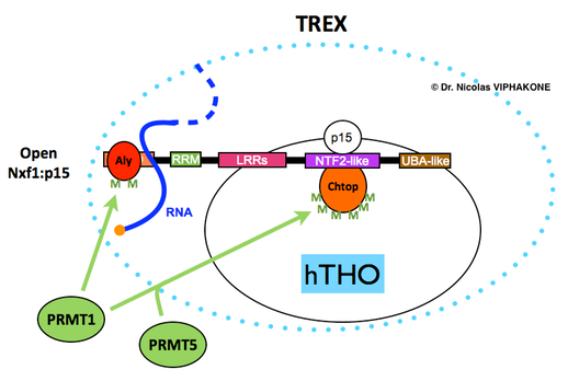 The THO-TREX component Chtop is regulated by R-methylation watermarked